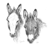 pencil portrait donkeys therapy